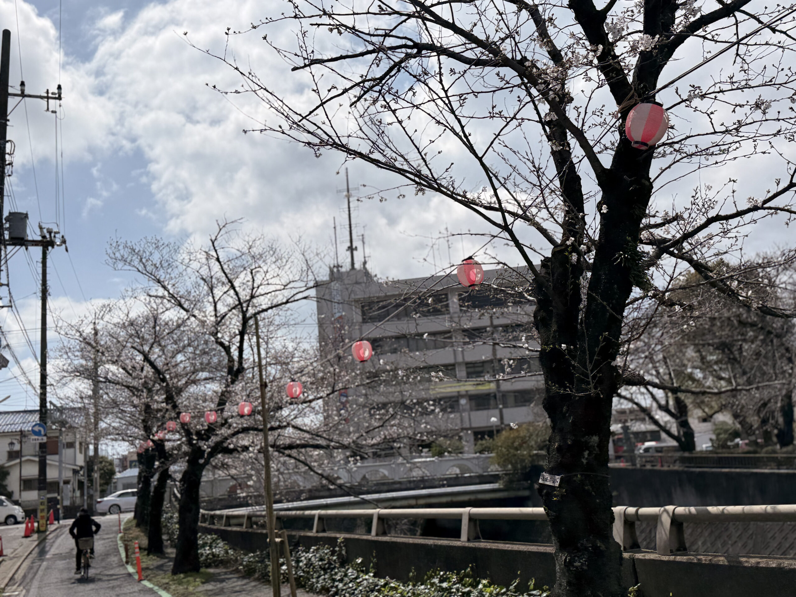 里見公園付近の桜の様子