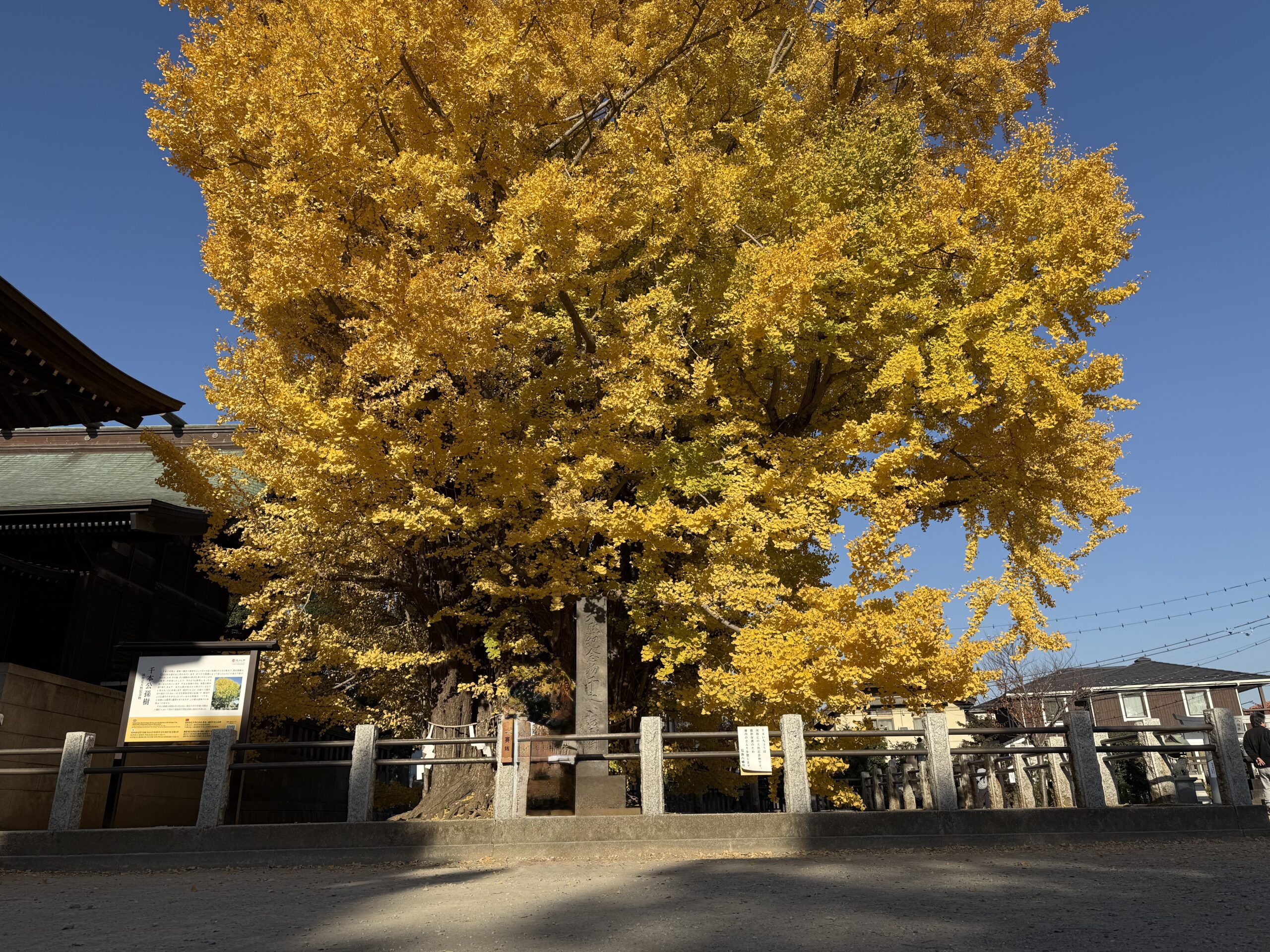 葛飾八幡宮にある葛飾八幡宮千本公孫樹(千年イチョウの木)